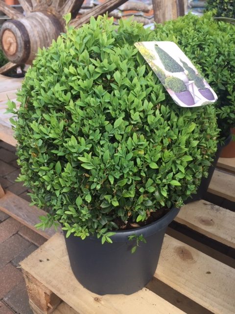 Buxus Ball 30cm Wide 7.5lt – Whilton Locks Garden Village