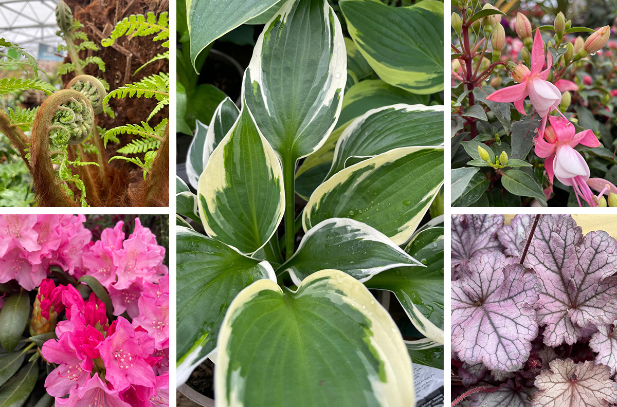 shade loving plants for pots